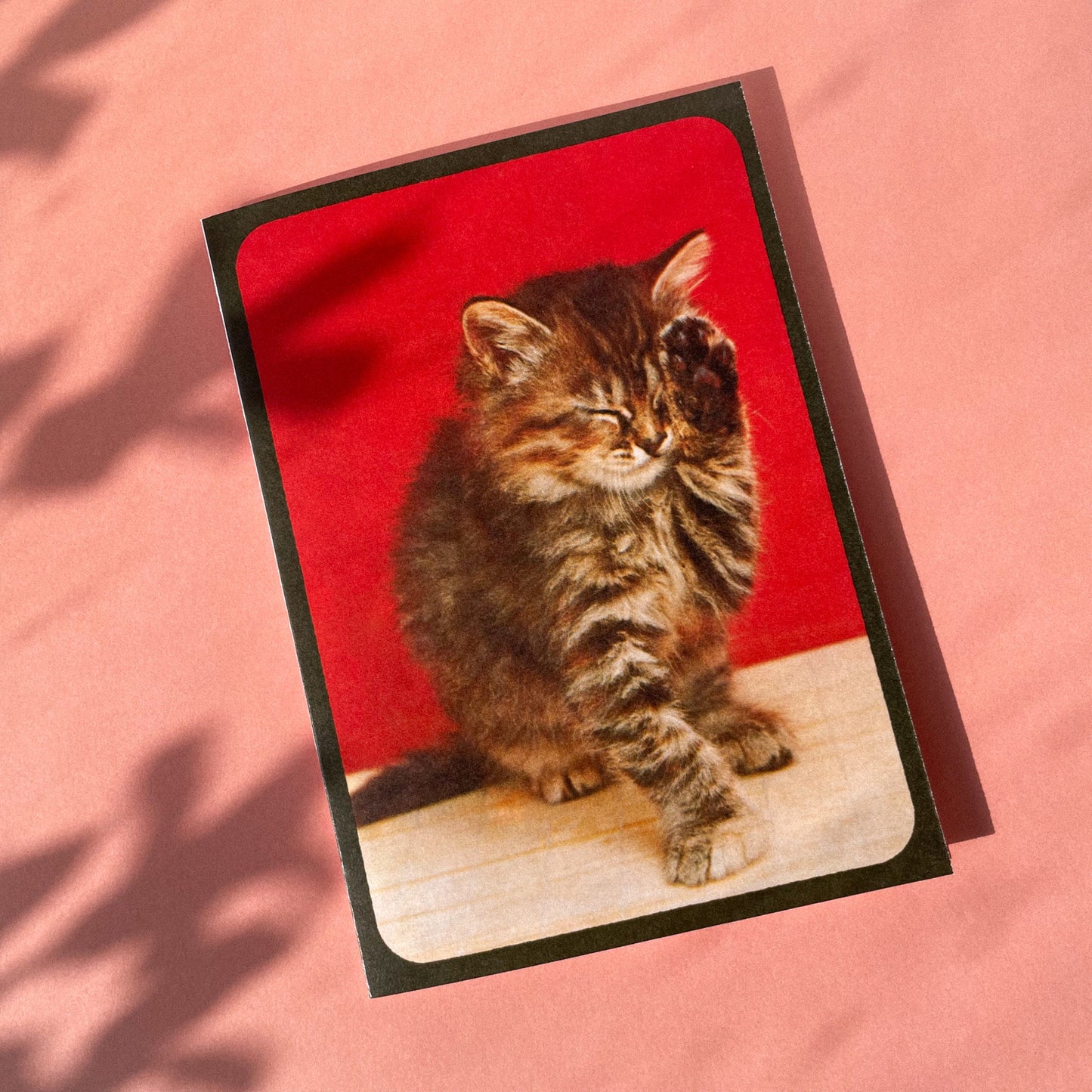 Vintage Kitten Photo Card